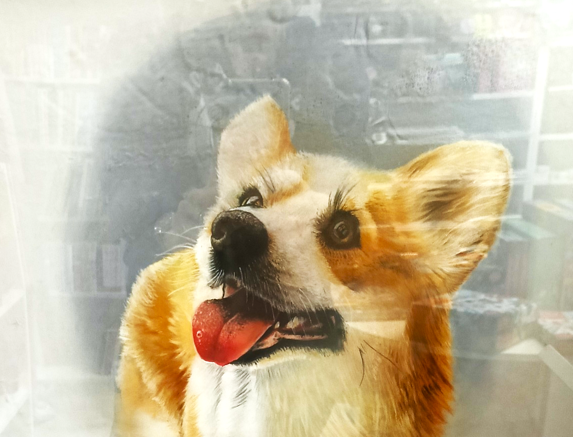 Ritratto di cane realizzato da Daniela